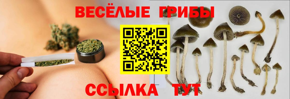 Тара  Псилоцибиновые грибы MAGIC MUSHROOMS  Вход с VPN 